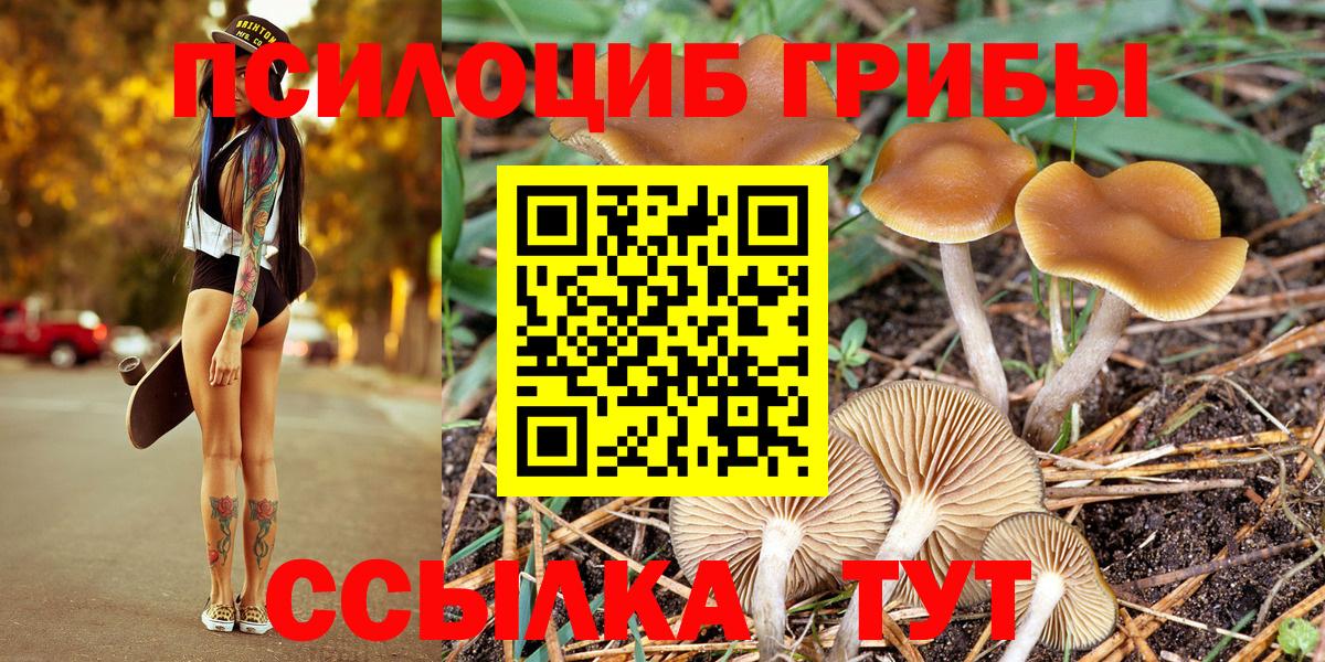 как найти   Вход с VPN  Подольск  Галлюциногенные грибы Psilocybine cubensis 